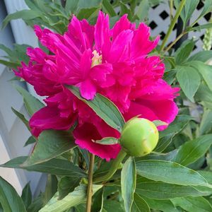 Meet your Posher, Gerry